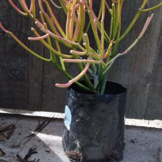 Euphorbia Tirucalli "Fire sticks"