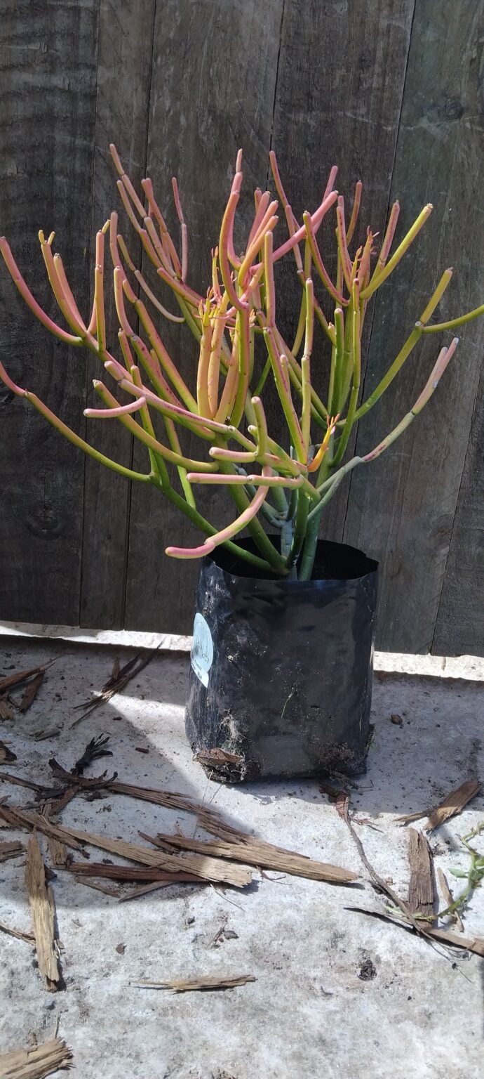 JPEG_20250918_133419_4381879901839952040-scaled.jpg Euphorbia Tirucalli "Fire sticks"
