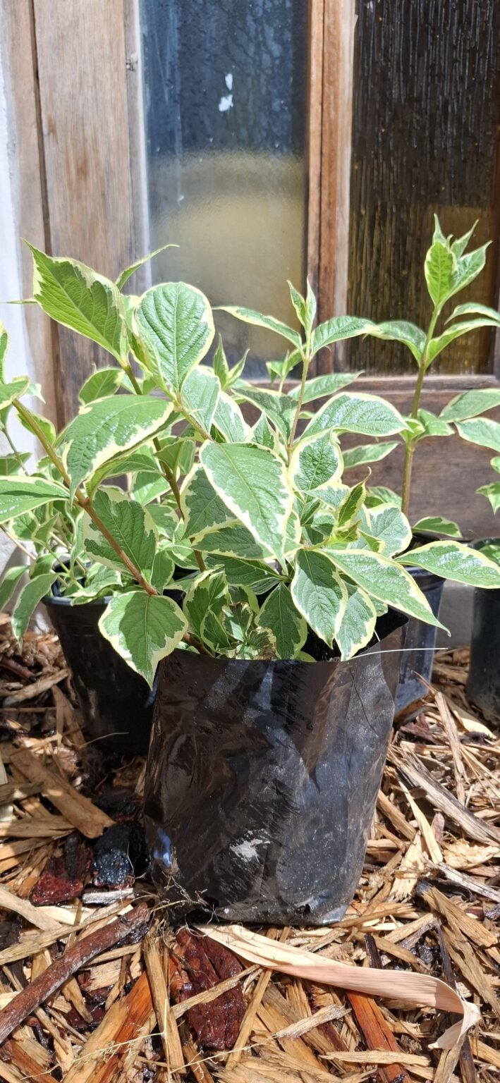 JPEG_20251002_120542_6650779337850076244-scaled.jpg Weigela Variegated 17cm