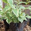 JPEG_20251002_120542_6650779337850076244-scaled.jpg Weigela Variegated 17cm