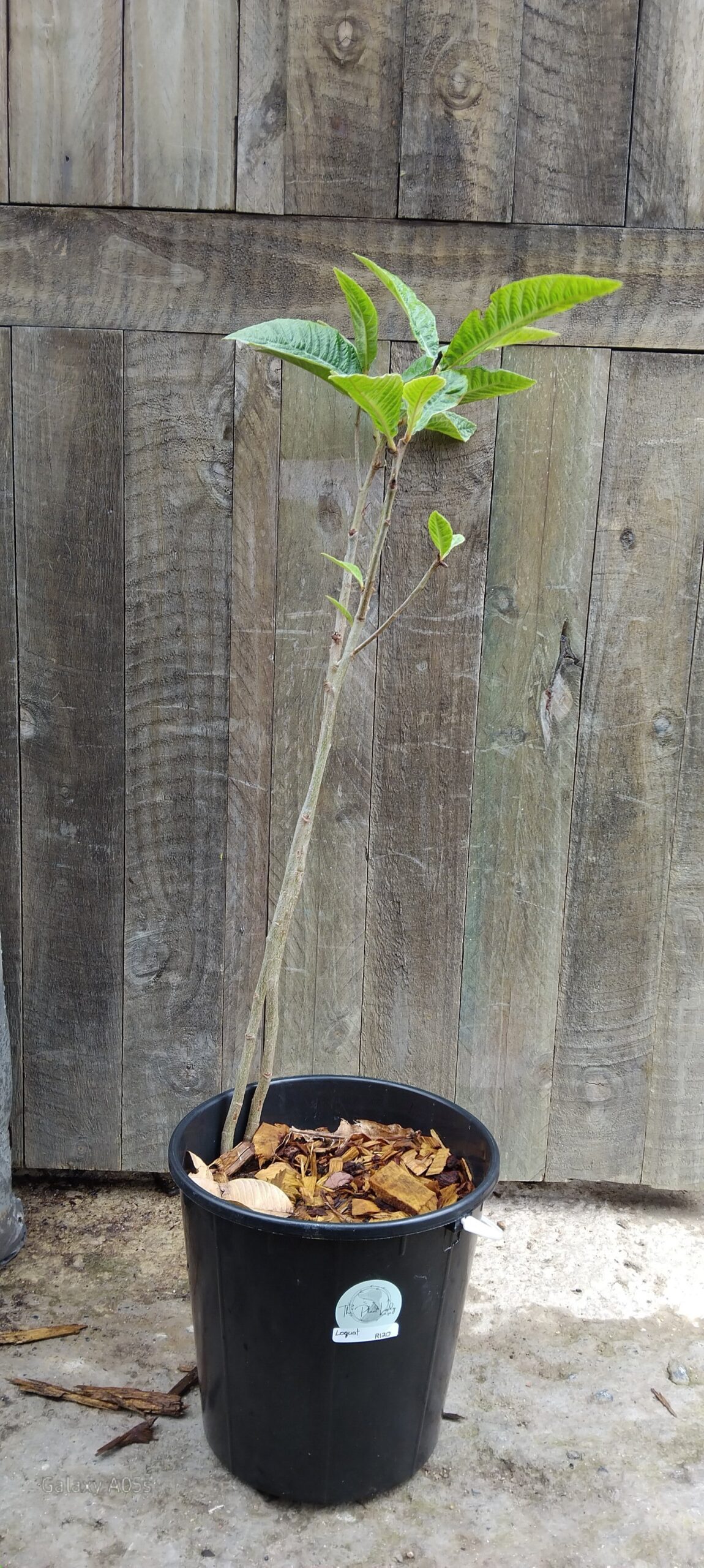 Loquat Tree - Image 2