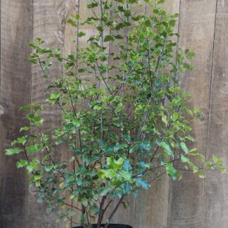 Pittosporum Tenuifolium Nigrescens 10L