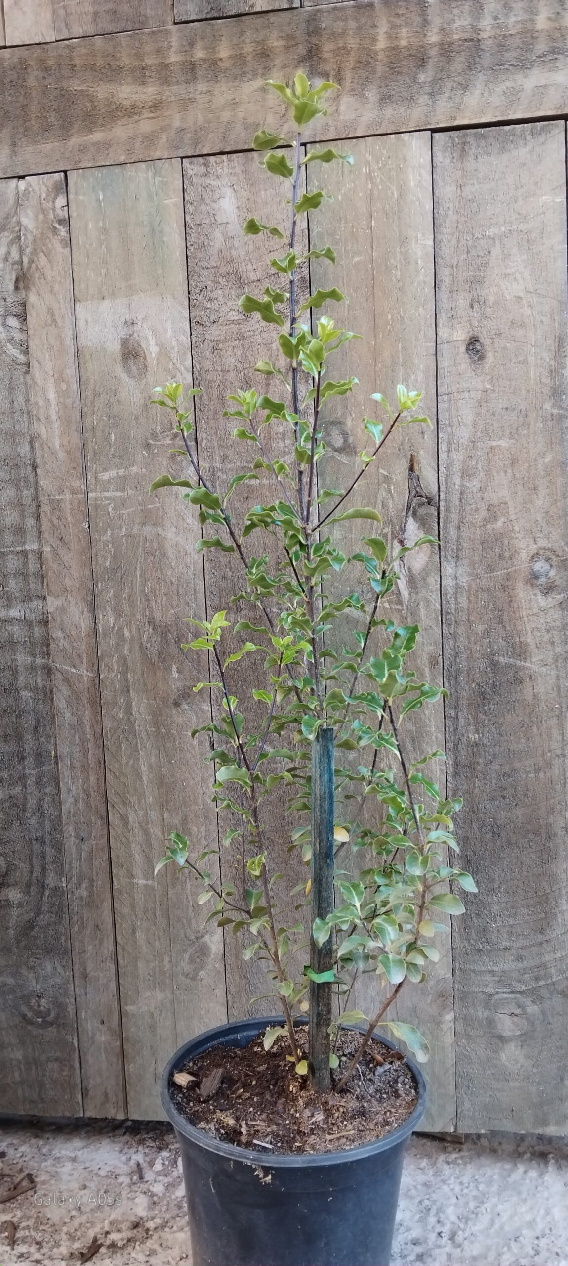 Pittosporum Tenuifolium Nigrescens 19cm