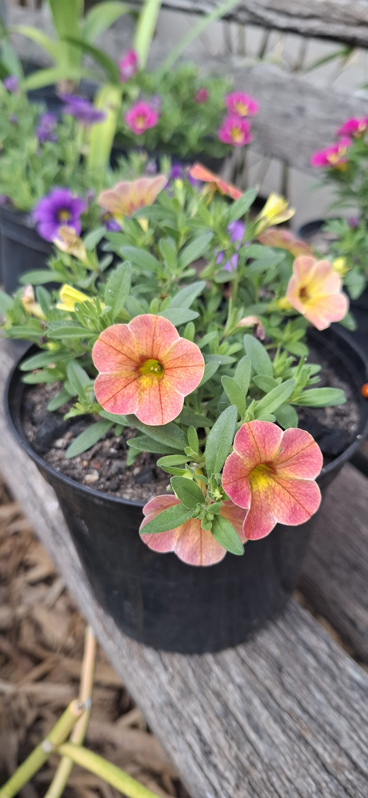 CALIBRACHOA PARVIFLORA Million Bells - Cha-Cha Diva Apricot 15cm