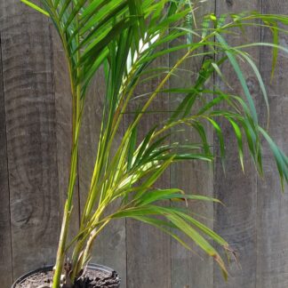 Chrysalidocarpus Lutescens Bamboo Palm