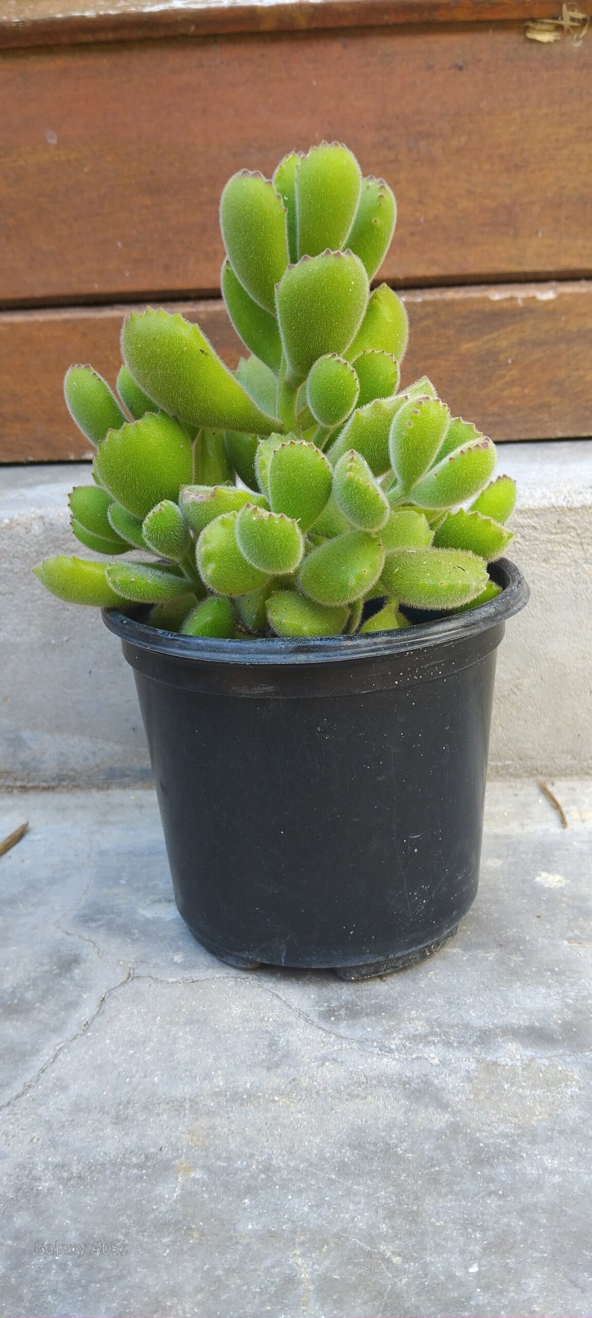 Cotyledon Tomentosa Bear’s Paw