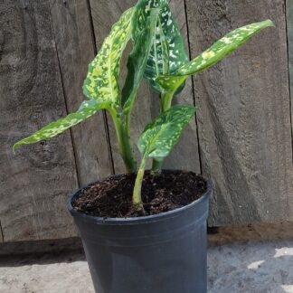 Dieffenbachia reflector  - 14cm