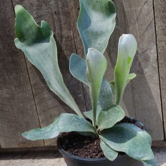 Fern Elkhorn  - 14cm