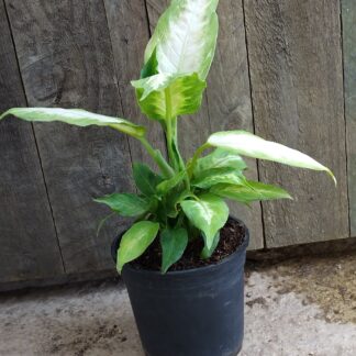 Dieffenbachia camilla  - 14cm