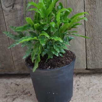 Fern australian jungle brake  - 14cm