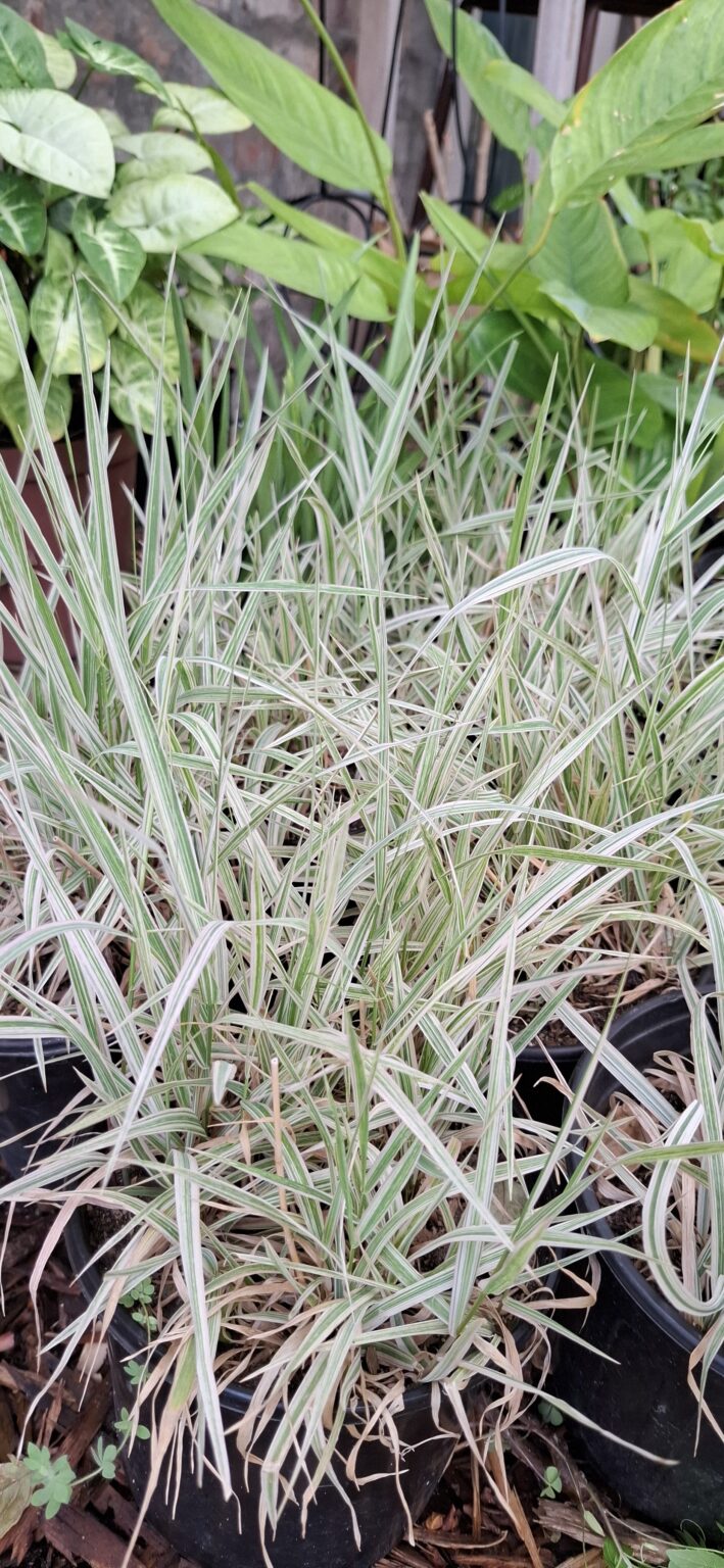 JPEG_20251130_110514_7989127559130930973-scaled.jpg PHALARIS ARUNDINACEA Ribbon Grass - Strawberries & Cream 3L