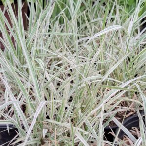JPEG_20251130_110514_7989127559130930973-scaled.jpg PHALARIS ARUNDINACEA Ribbon Grass - Strawberries & Cream 3L