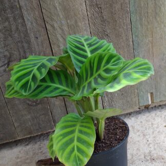 Calathea zebrina  - 14cm