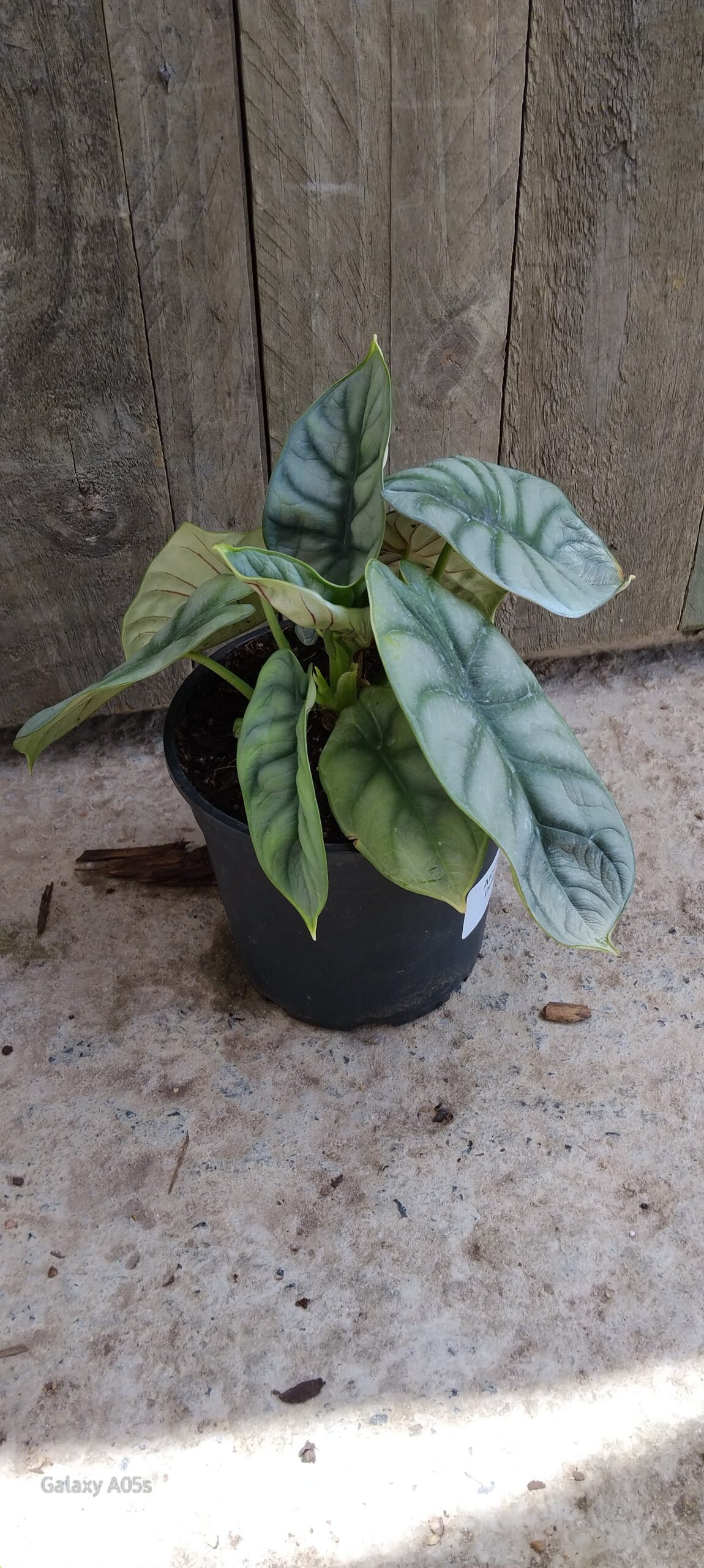 Alocasia silver dragon - 14cm - Image 2