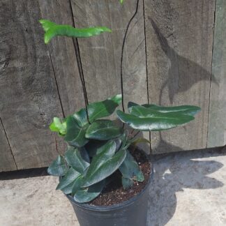 Fern heart leaf  - 14cm