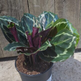 Calathea roseopicta medallion  - 14cm