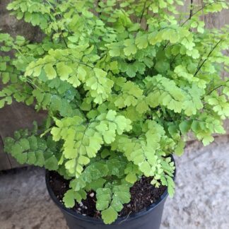 Fern fritz luthii maidenhair  - 14cm