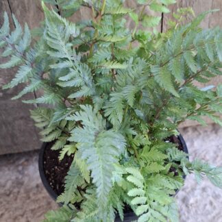 Fern crested japanese painted  - 14cm