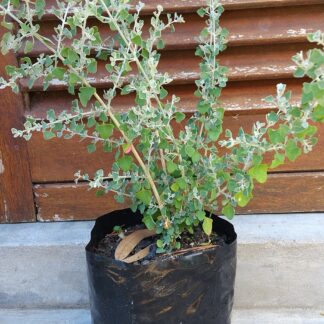 RHAGHODIA HASTATA Saltbush 3L