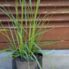 JPEG_20260114_125623_6791298400489169876-scaled.jpg PENNISETUM MACROURUM African Feather Grass 3L