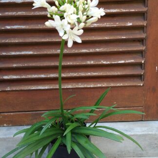 AGAPANTHUS African Lily - Mount Superior 3L