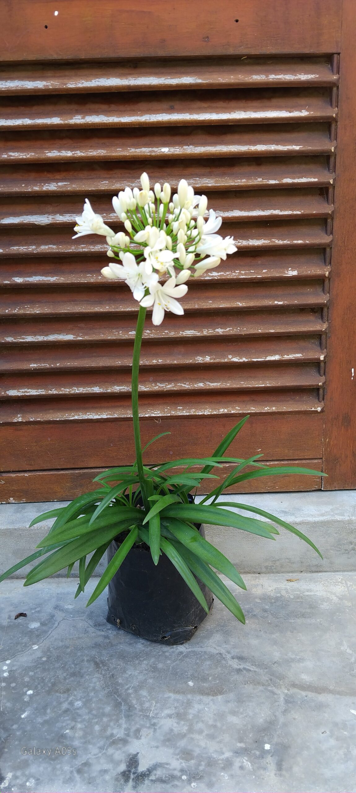AGAPANTHUS African Lily - Mount Superior 3L