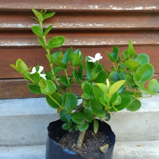 CARISSA MACROCARPA Num-Num - Natal Plum 3L