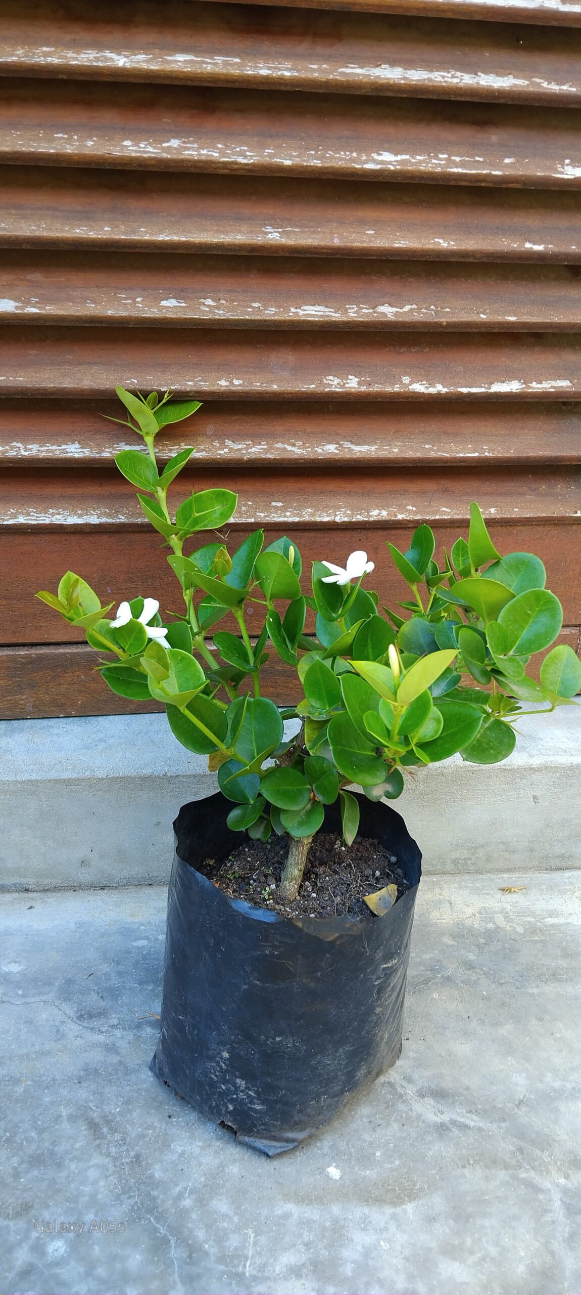 CARISSA MACROCARPA Num-Num - Natal Plum 3L