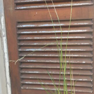 CALAMAGROSTIS EPIGEJOS Bushgrass 3L