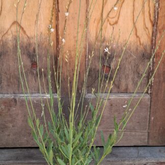 GAURA LINDHEIMERI Gaura / Butterfly Bush - Sparkling White 2,5L