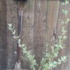 JPEG_20260122_101243_7756949132512314087-scaled.jpg SALVIA LANCEOLATA Rusty Sage - Rusty Red 3L