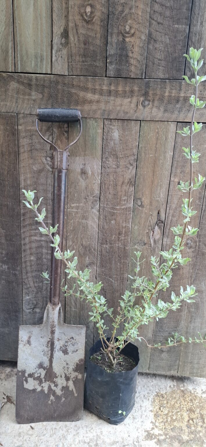 JPEG_20260122_101243_7756949132512314087-scaled.jpg SALVIA LANCEOLATA Rusty Sage - Rusty Red 3L