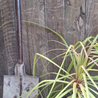 Beaucarnea Recurvata Ponytail Palm