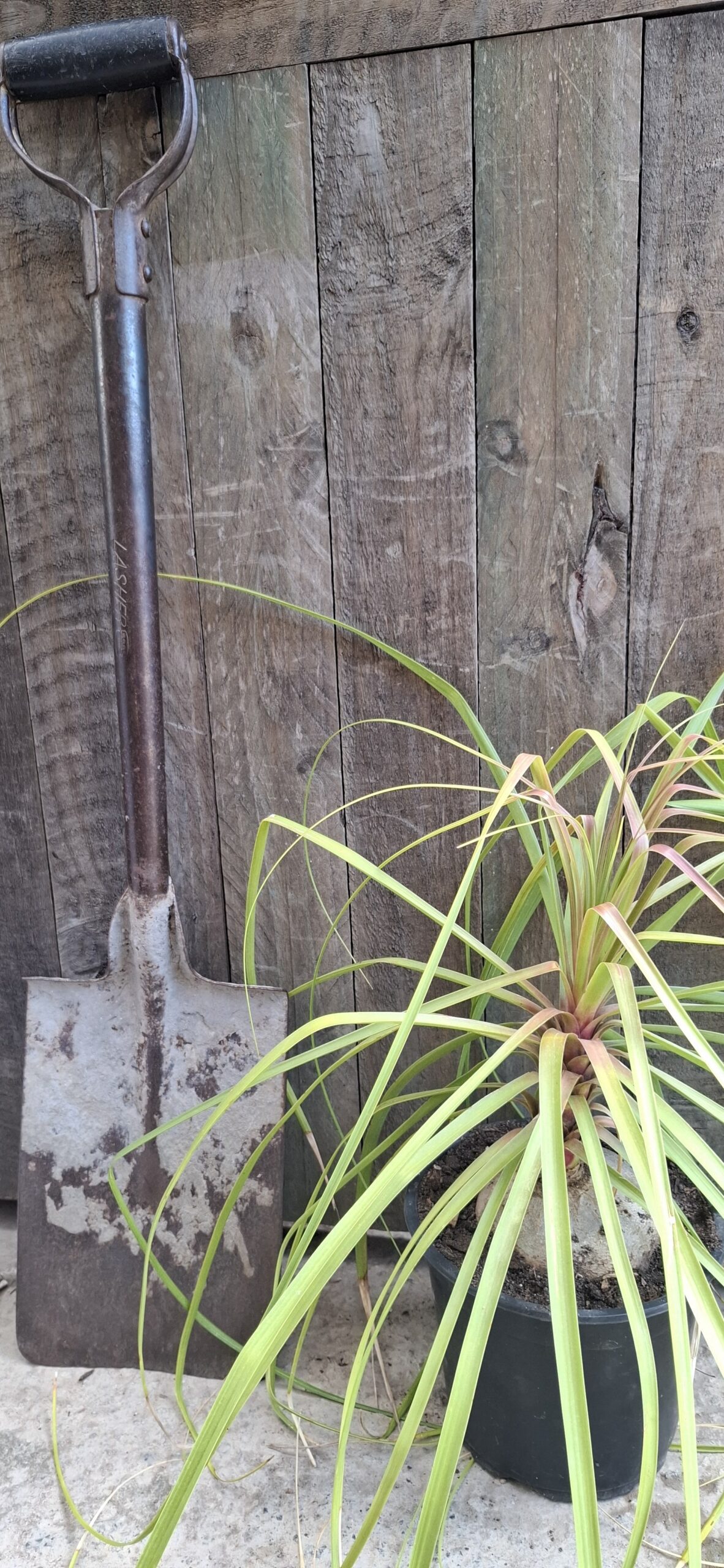 Beaucarnea Recurvata Ponytail Palm