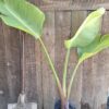 JPEG_20260122_121822_1181672653584525891-scaled.jpg STRELITZIA NICOLAI Wild Banana 4,5L