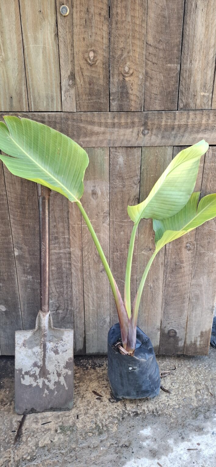 JPEG_20260122_121822_1181672653584525891-scaled.jpg STRELITZIA NICOLAI Wild Banana 4,5L