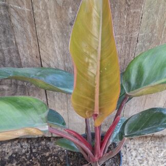 Philodendron prince of orange  - 14cm