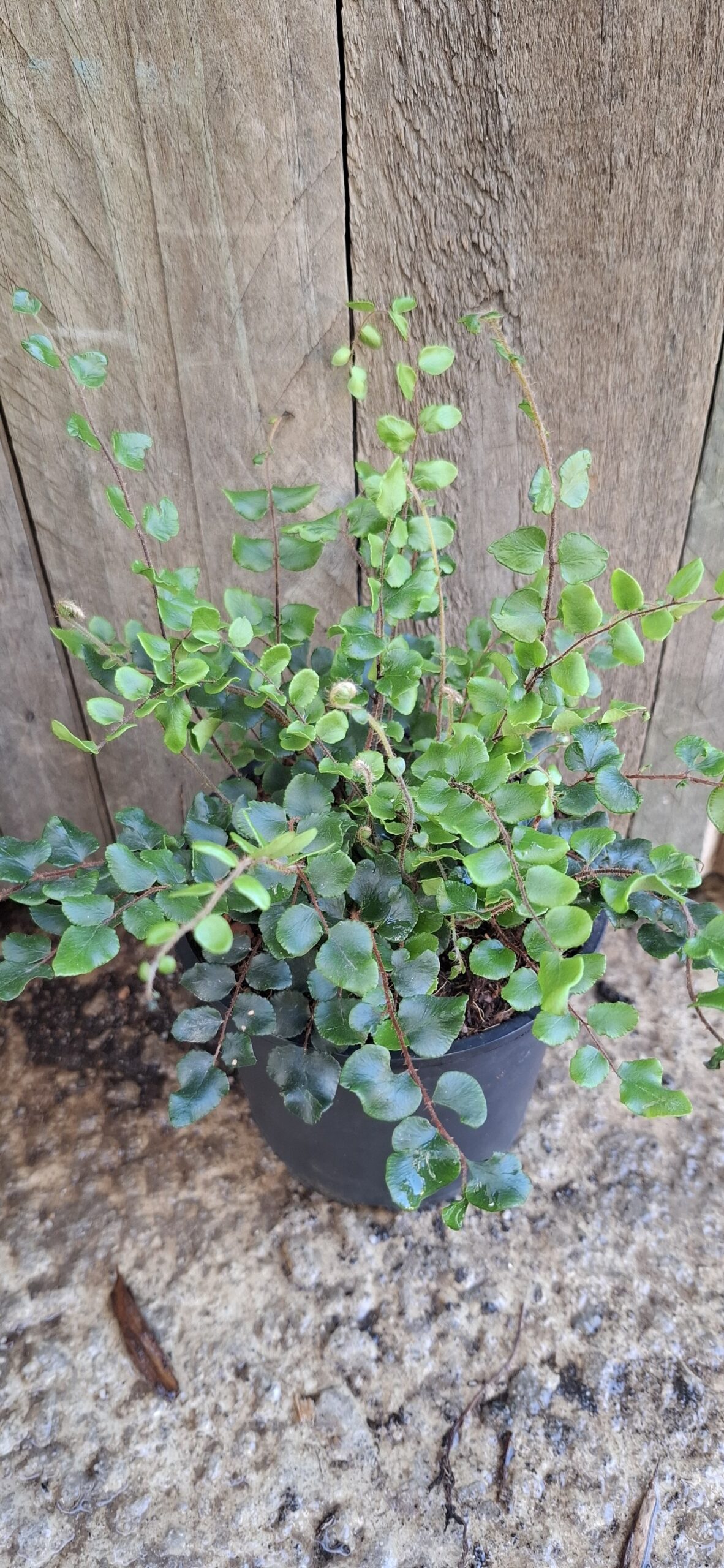 Fern button fern - 14cm