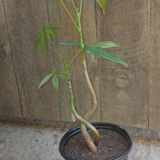 Pachira Qiqu (2 piece)  - 14cm