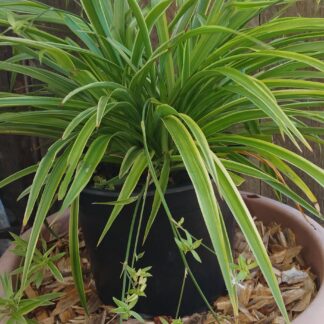 CHLOROPHYTUM COMOSUM Spider Plant - Variegattum 21cm