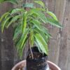 JPEG_20260204_113914_8896140538498021365-scaled.jpg Yellow Custard Apple Tree - 4,5l