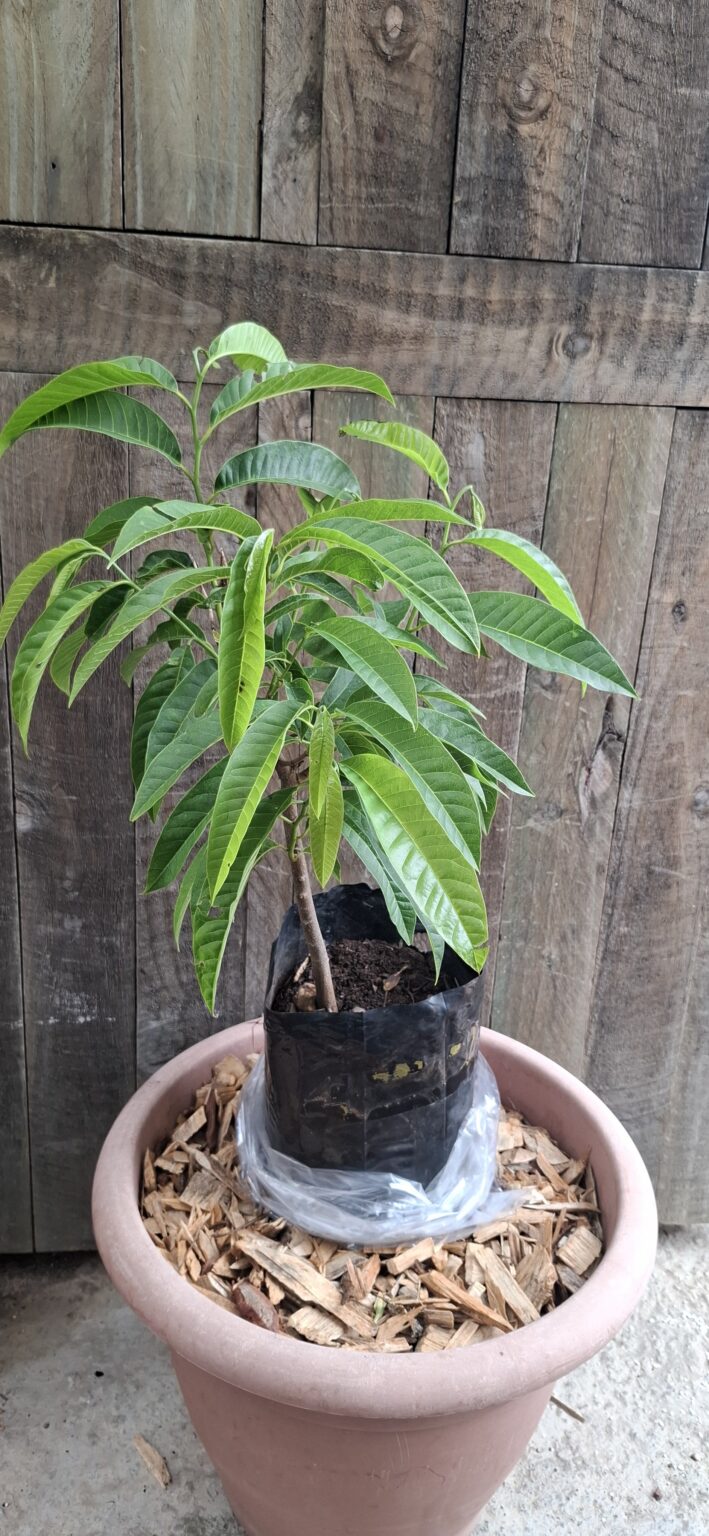 JPEG_20260204_113914_8896140538498021365-scaled.jpg Yellow Custard Apple Tree - 4,5l