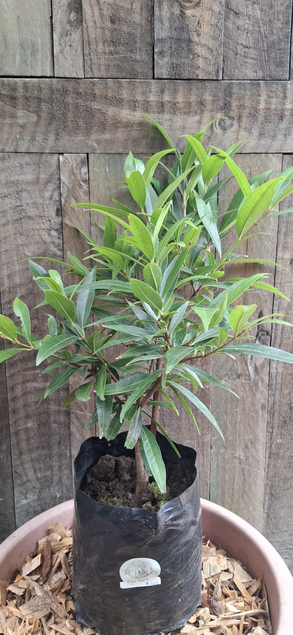 Rose Apple 4,5L - Image 2