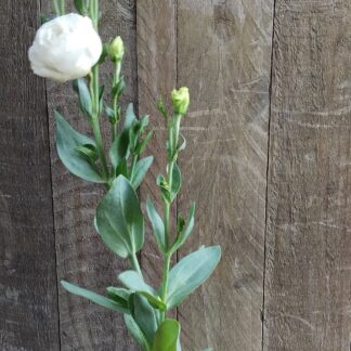 LISIANTHUS GRANDIFLORUM - Croma White 12cm