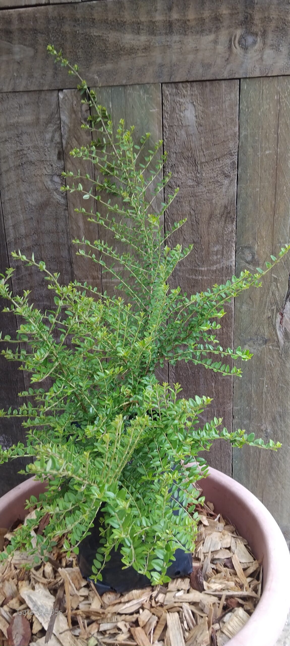 LONICERA NITIDA Box Honeysuckle 3L