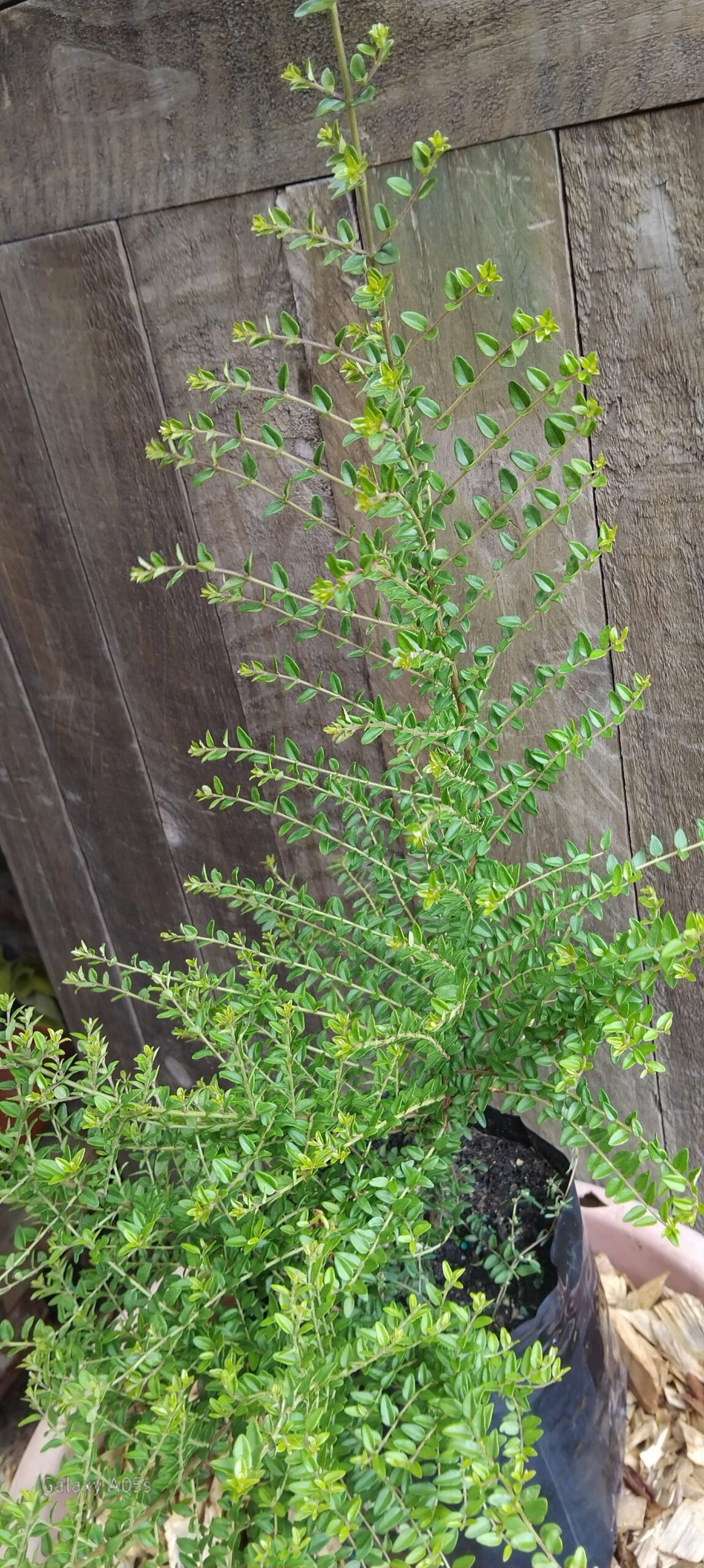 LONICERA NITIDA Box Honeysuckle 3L - Image 2