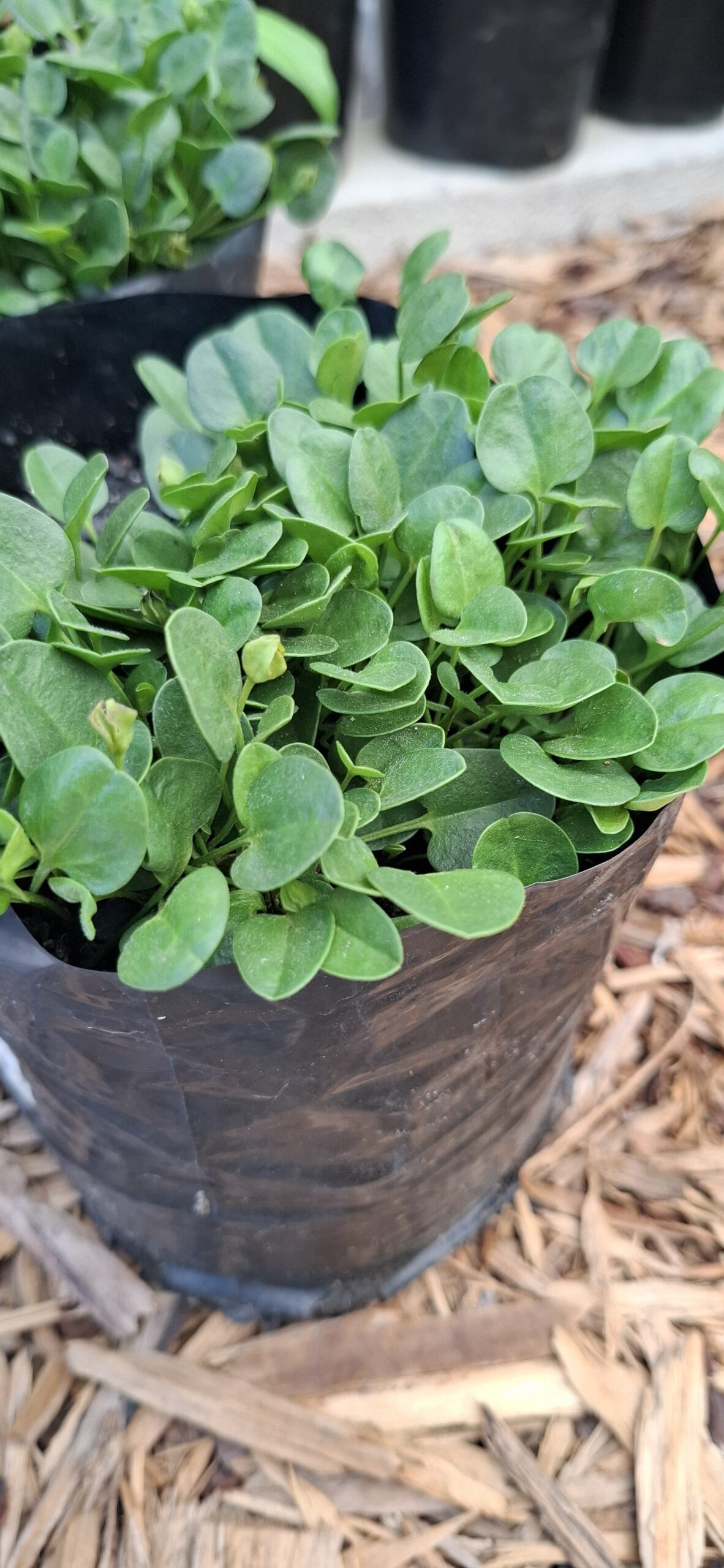 FALKIA REPENS Oortjies 2,5L