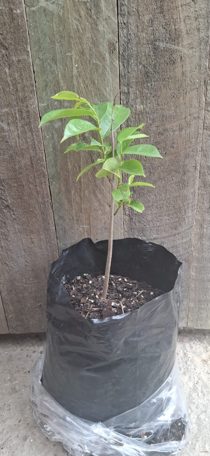 JPEG_20260211_102639_6702565143597667416-scaled.jpg Soursop 4,5l
