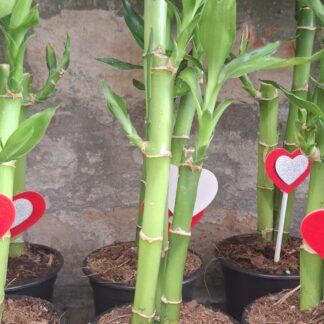 Lucky Bamboo (x3) - Plastic Pot 9cm  - 9cm pot