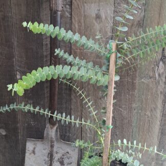 EUCALYPTUS PULVERULENTA Florists Silver Dollar - Baby Blue Bouquet 4,5L